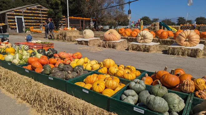 November is Harvest Celebration Time - Your Top 5 Fall Activities in the Area