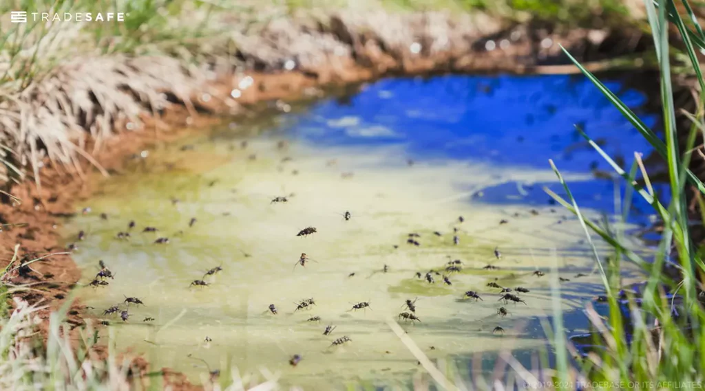 Above, a body of standing water can easily attract gnats and mosquitoes, inviting bacteria and algae, all of which is detrimental to your health.
(Photo courtesy Trade Safe)